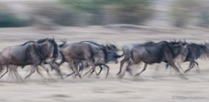 Migrasjonen / The migration