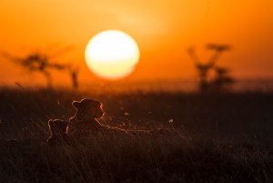 Cheetas in sunset