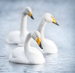 Whooper Swans