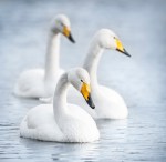 Whooper Swans