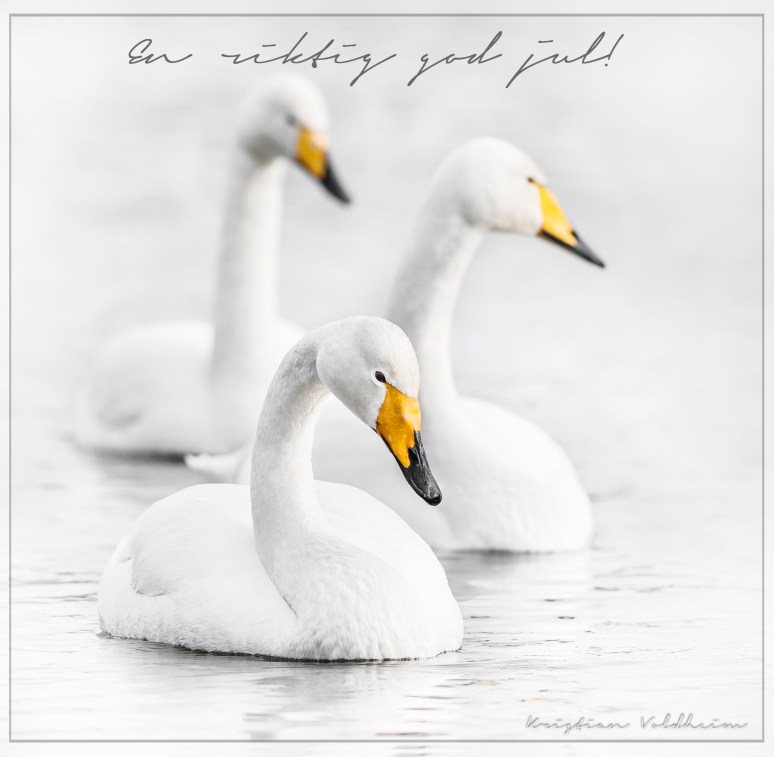 Whooper Swans